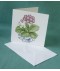Auricula Card Auricula Card